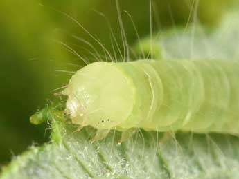  Chenille de Nycteola degenerana Hb. - ©Philippe Mothiron