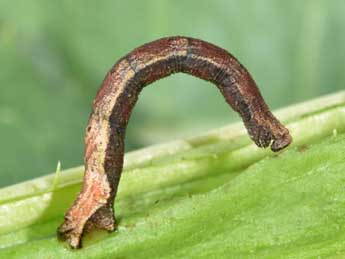  Chenille de Idaea degeneraria Hb. - Philippe Mothiron