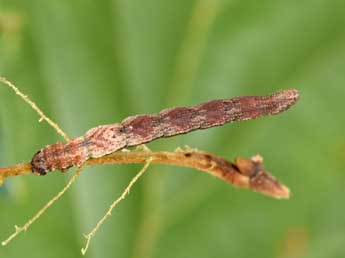  Chenille de Idaea degeneraria Hb. - ©Philippe Mothiron