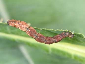  Chenille de Idaea degeneraria Hb. - Philippe Mothiron