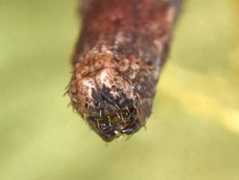  Chenille de Idaea degeneraria Hb. - Philippe Mothiron