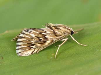 Cynaeda dentalis D. & S. adulte - Philippe Mothiron