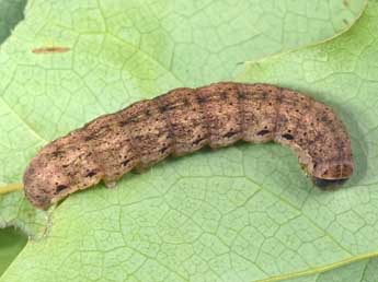  Chenille de Auchmis detersa Esp. - ©Philippe Mothiron