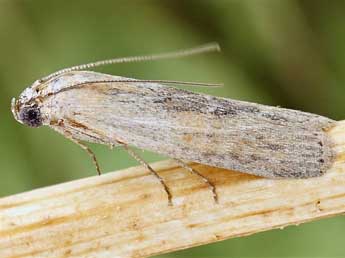 Phycita diaphana Stgr adulte - ©Friedmar Graf