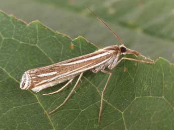 Ancylolomia disparalis Hb. adulte - ©Philippe Mothiron