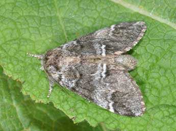 Drymonia dodonaea D. & S. adulte - Philippe Mothiron