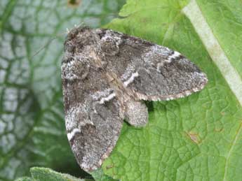 Drymonia dodonaea D. & S. adulte - ©Philippe Mothiron