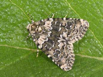 Bryophila domestica Hfn. adulte - ©Philippe Mothiron