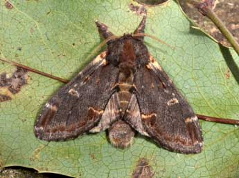 Notodonta dromedarius L. adulte - Philippe Mothiron