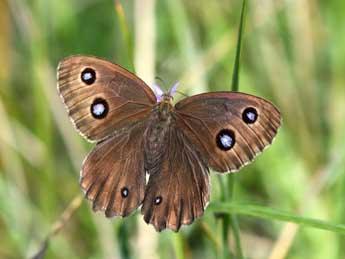 Minois dryas Scop. adulte - ©Pascal Dereix