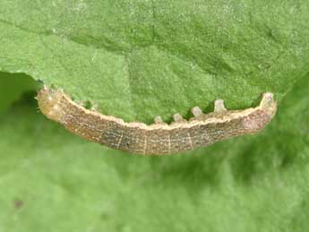  Chenille de Polymixis dubia Dup. - Philippe Mothiron