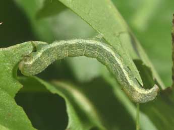  Chenille de Polymixis dubia Dup. - ©Philippe Mothiron