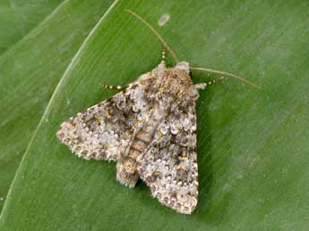 Hecatera dysodea D. & S. adulte - Philippe Mothiron