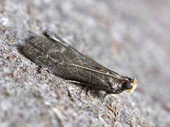 Eccopisa effractella Z. adulte - Dominique Halleux