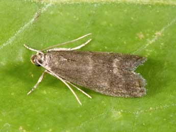 Eccopisa effractella Z. adulte - Philippe Mothiron