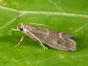 Eccopisa effractella Z. adulte - Philippe Mothiron