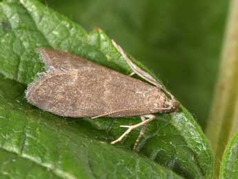 Eccopisa effractella Z. adulte - Philippe Mothiron