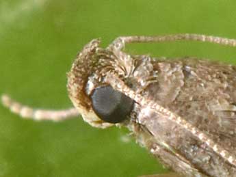 Eccopisa effractella Z. adulte - Philippe Mothiron