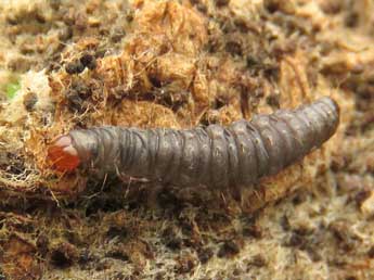  Chenille de Eccopisa effractella Z. - ©Ruben Meert