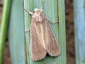 Chortodes elymi Tr. adulte - Serge Wambeke