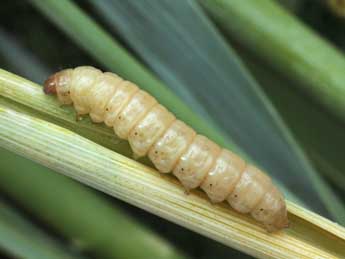  Chenille de Chortodes elymi Tr. - ©Serge Wambeke