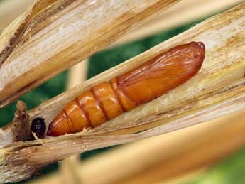  Chrysalide de Chortodes elymi Tr. - Serge Wambeke