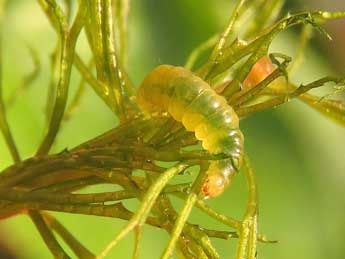  Chenille de Acentria ephemerella D. & S. - ©Ruben Meert