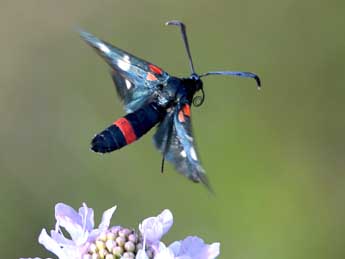 Zygaena ephialtes L. adulte - Geoffroy Chabot