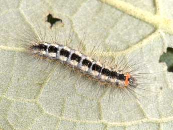  Chenille de Acronicta euphorbiae D. & S. - Philippe Mothiron