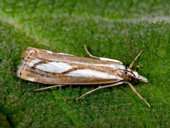 Catoptria europaeica Bles. adulte - Philippe Mothiron