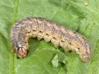  Chenille de Agrotis exclamationis L. - Philippe Mothiron