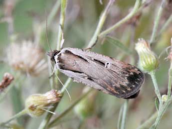 Tathorhynchus exsiccata Led. adulte - Pierre Cabrol