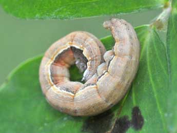  Chenille de Tathorhynchus exsiccata Led. - Pierre Cabrol