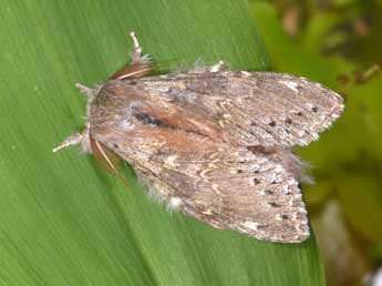 Stauropus fagi L. adulte - ©Philippe Mothiron