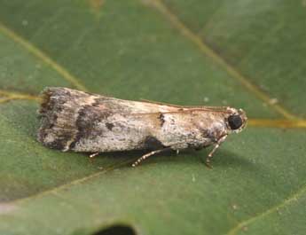 Acrobasis fallouella Rag. adulte - Philippe Mothiron