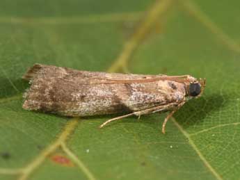 Acrobasis fallouella Rag. adulte - ©Philippe Mothiron