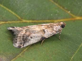 Acrobasis fallouella Rag. adulte - Philippe Mothiron