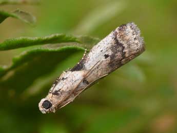 Acrobasis fallouella Rag. adulte - ©Philippe Mothiron