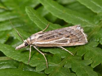 Pediasia fascelinella Hb. adulte - Philippe Mothiron