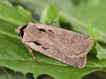 Dichagyris flammatra D. & S. adulte - Philippe Mothiron