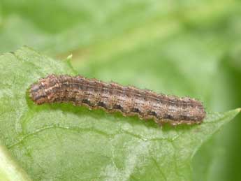  Chenille de Dichagyris flammatra D. & S. - Philippe Mothiron