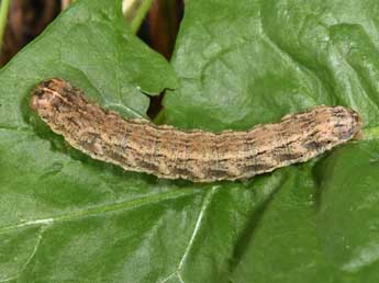  Chenille de Dichagyris flammatra D. & S. - ©Philippe Mothiron