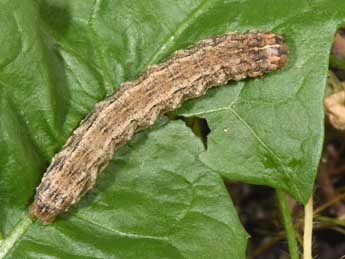  Chenille de Dichagyris flammatra D. & S. - Philippe Mothiron