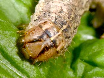  Chenille de Dichagyris flammatra D. & S. - ©Philippe Mothiron