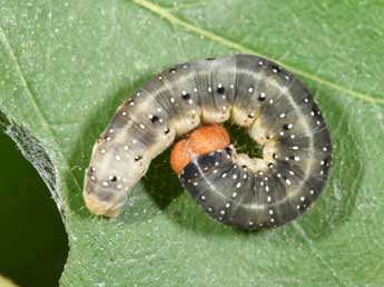  Chenille de Achlya flavicornis L. - Philippe Mothiron