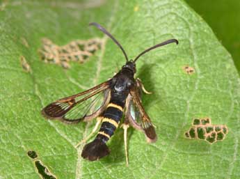 Synanthedon flaviventris Stgr adulte - ©Philippe Mothiron