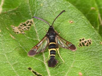 Synanthedon flaviventris Stgr adulte - ©Philippe Mothiron