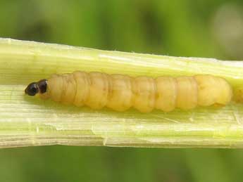  Chenille de Donacaula forficella Thnbg - ©Ruben Meert