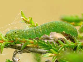  Chenille de Rhodophaea formosa Hw. - ©Kjeld Brem