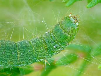  Chenille de Rhodophaea formosa Hw. - ©Kjeld Brem